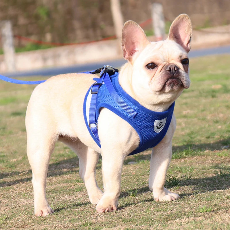 Comfortable Reflective Pet Harness and Leash for Small Breeds - Pet Buddy Boutique